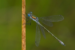 David Plant Photography - Wildlife Photography - Scarce emerald damselfly - F